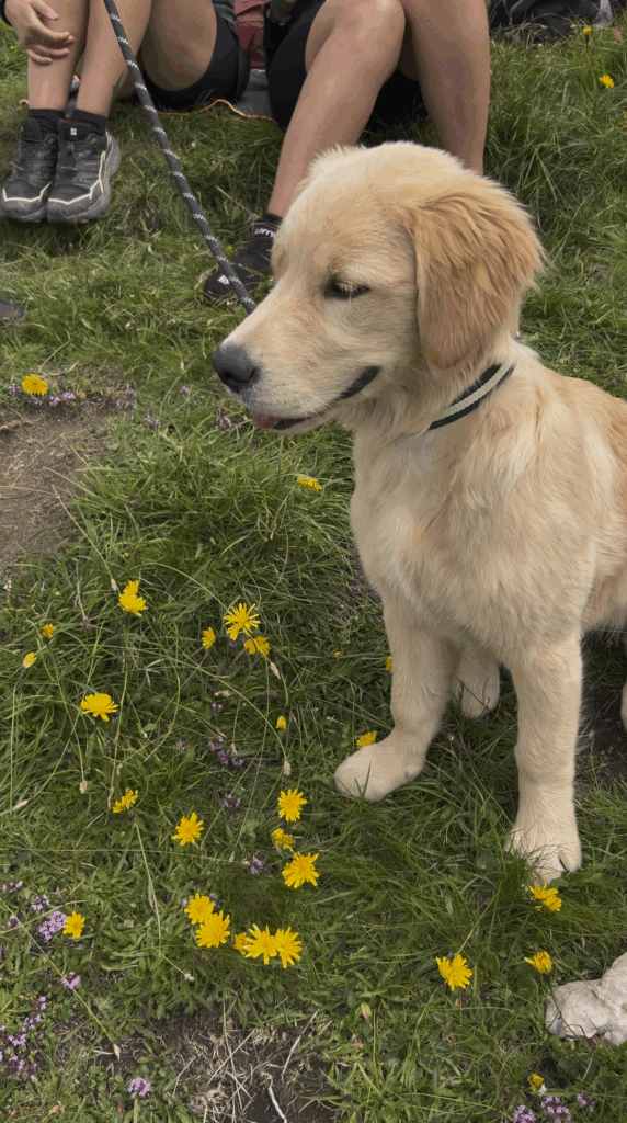 Cane durante il Giro ad anello al Cristo Pensante