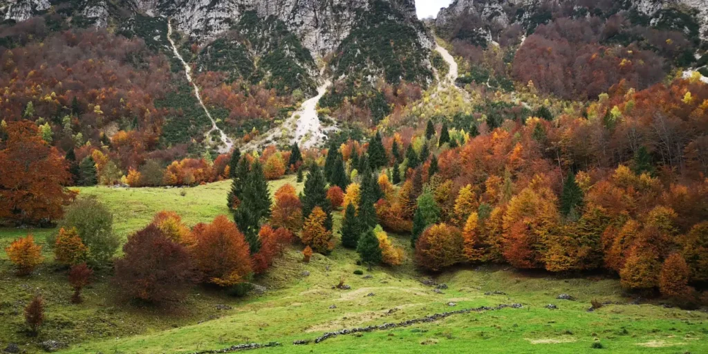 Sentiero dei grandi alberi