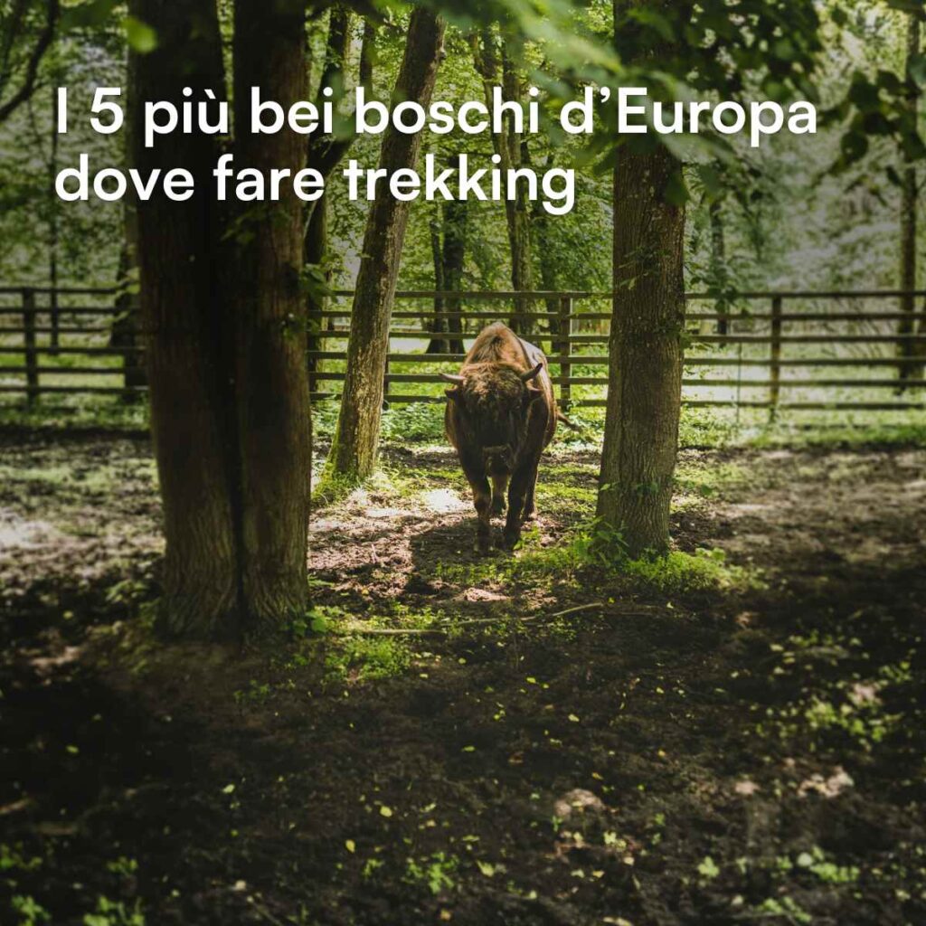 I 5 più bei boschi d’Europa dove fare trekking