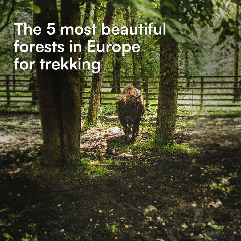 The 5 most beautiful forests in Europe for trekking