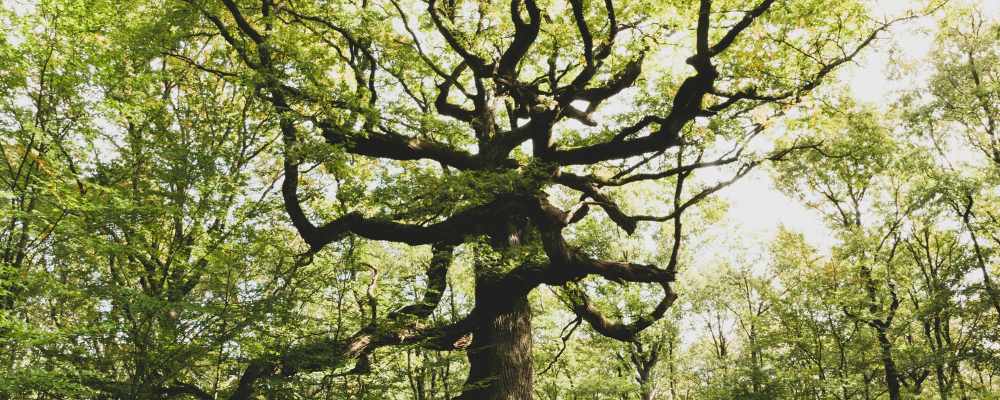 Trekking Bosco di Brocéliande, Francia